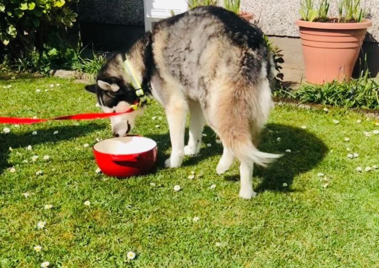 8yr old female husky, reluctant Sale health reasons . Genuine husky owners only * - Image 2 of 4