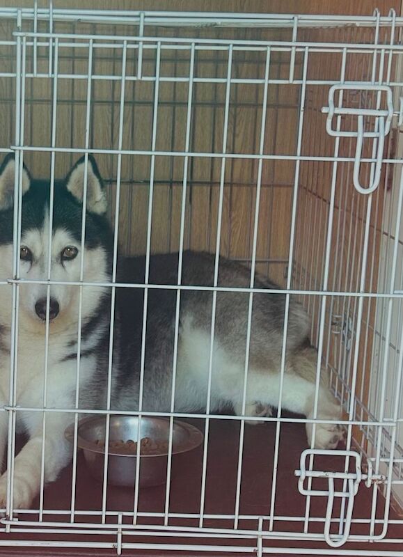 8yr old female husky, reluctant Sale health reasons . Genuine husky owners only * - Image 3 of 4