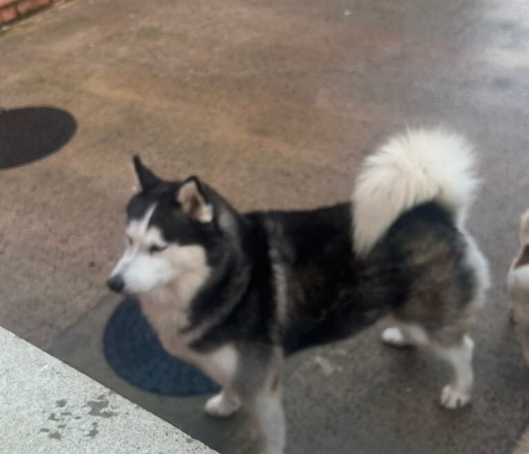 8yr old female husky, reluctant Sale health reasons . Genuine husky owners only * - Image 4 of 4