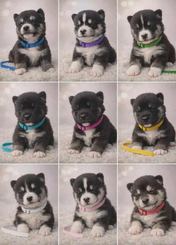 Husky Puppies For Sale