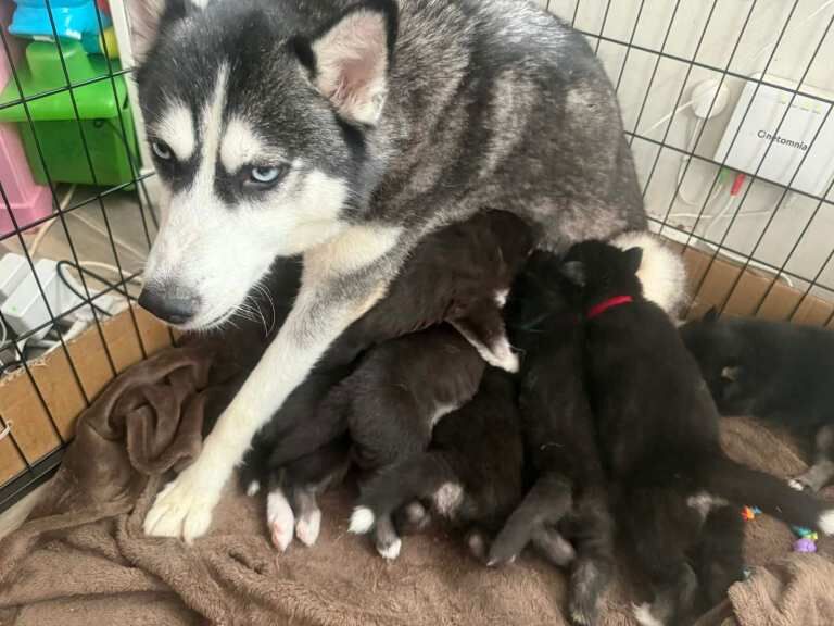 9 Beautiful Siberian Husky Puppy's - Image 2 of 3