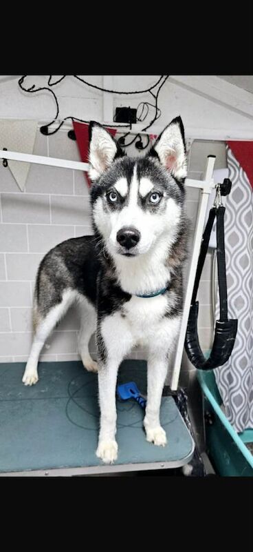 9 Beautiful Siberian Husky Puppy's - Image 3 of 3