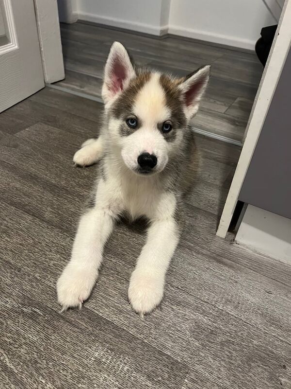 Siberian Husky puppies for sale in Astley, Greater Manchester – 9 weeks old