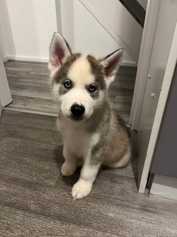 Siberian Husky puppies for sale in Astley, Greater Manchester – 9 weeks old - Image 2 of 3