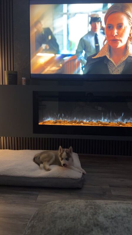 Siberian Husky puppies for sale in Astley, Greater Manchester – 9 weeks old - Image 3 of 3
