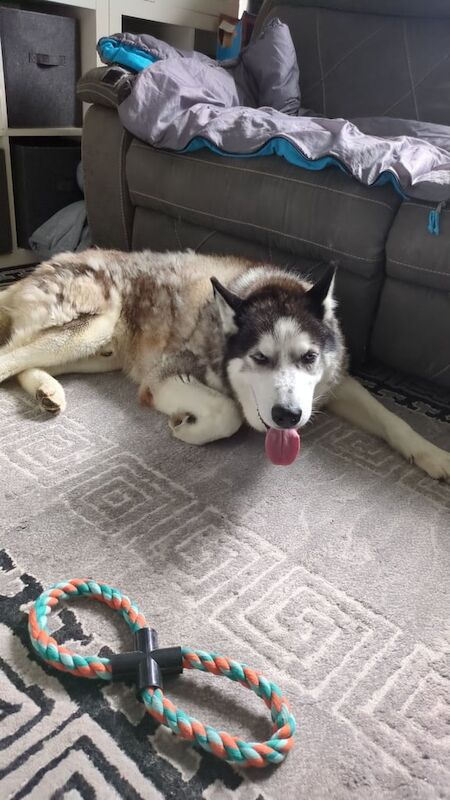 Siberian Husky puppies for sale in Southend-on-Sea, Essex – KC registered, 9 years old