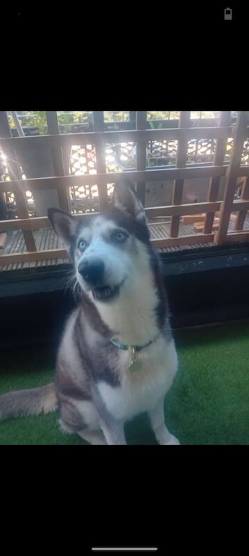 Siberian Husky puppies for sale in Southend-on-Sea, Essex – KC registered, 9 years old - Image 2 of 3
