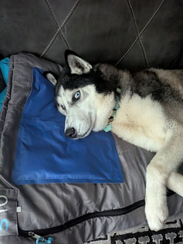 Siberian Husky puppies for sale in Southend-on-Sea, Essex – KC registered, 9 years old - Image 3 of 3