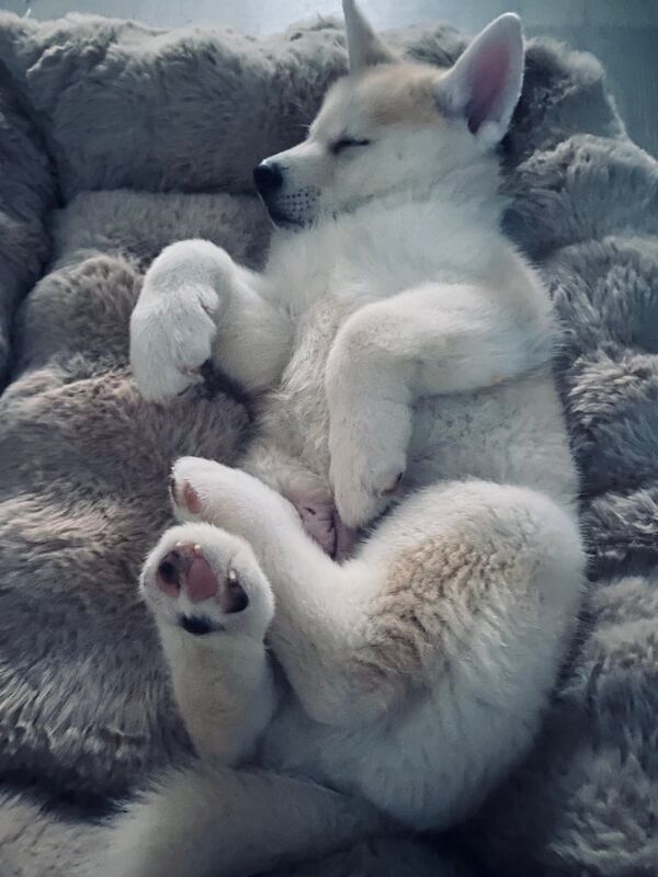 Siberian Husky puppies for sale in Swindon, Wiltshire – 8 weeks old