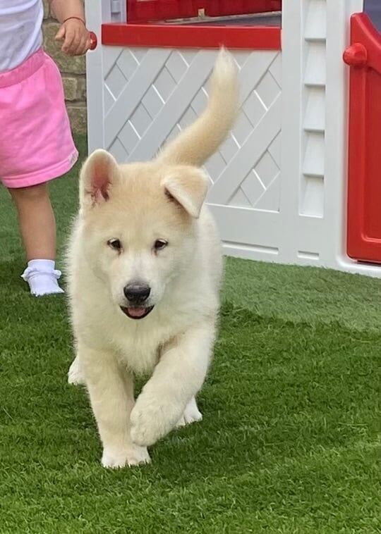 Siberian Husky puppies for sale in Swindon, Wiltshire – 8 weeks old - Image 2 of 3