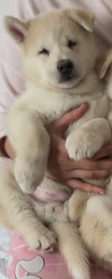 Siberian Husky puppies for sale in Swindon, Wiltshire – 8 weeks old - Image 3 of 3