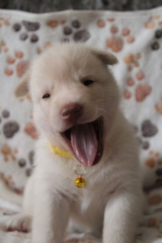 Adorable Siberian Husky Puppies for Sale! for sale in Camden Town, Greater London - Image 2