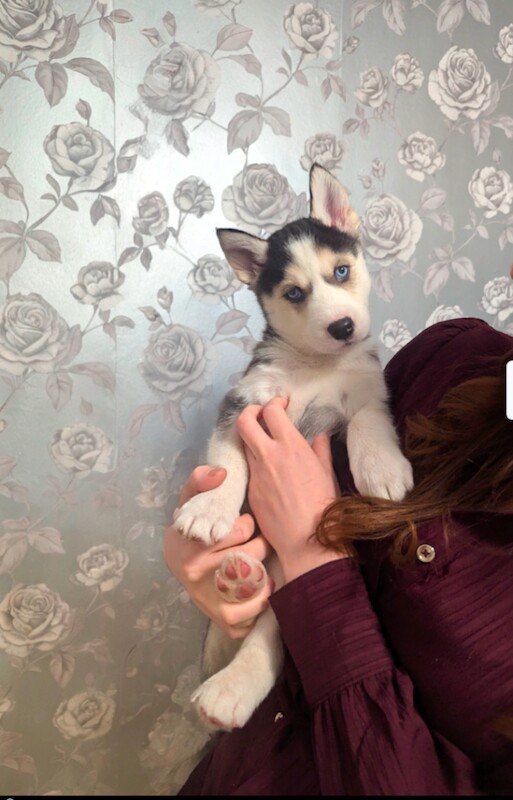 Siberian Husky puppies for sale in Southport, Merseyside – 10 weeks old