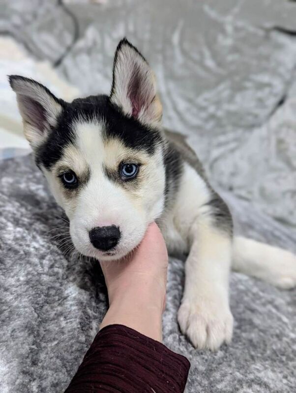 Siberian Husky puppies for sale in Southport, Merseyside – 8 weeks old - Image 2 of 4