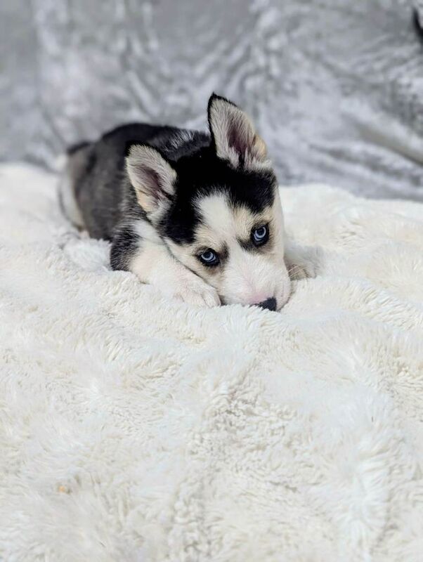 Siberian Husky puppies for sale in Southport, Merseyside – 8 weeks old - Image 3 of 4