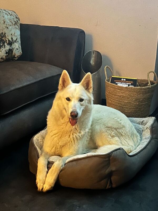 Siberian Husky Dogs And Puppies For Adoption