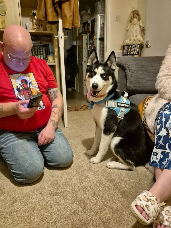 Siberian Husky puppies for sale in Victoria Park, Bristol – 1 year old