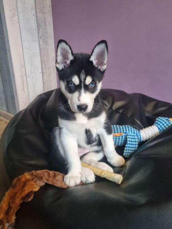 Siberian Husky puppies for sale in Lincoln, Lincolnshire – 6 weeks old