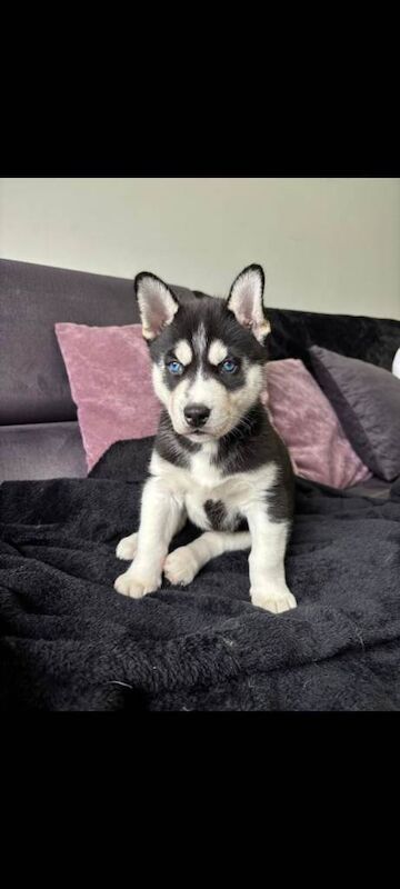 Siberian Husky puppies for sale in Lincoln, Lincolnshire – 6 weeks old - Image 2 of 5