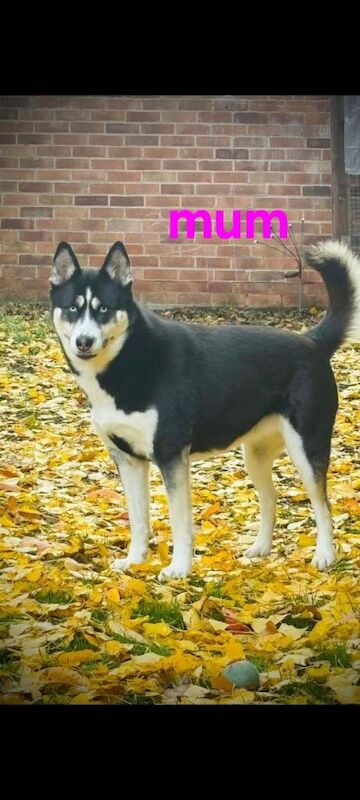 Siberian Husky puppies for sale in Lincoln, Lincolnshire – 6 weeks old - Image 4 of 5