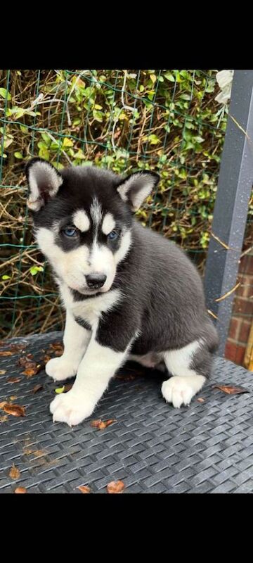 Siberian Husky puppies for sale in Lincoln, Lincolnshire – 6 weeks old - Image 5 of 5