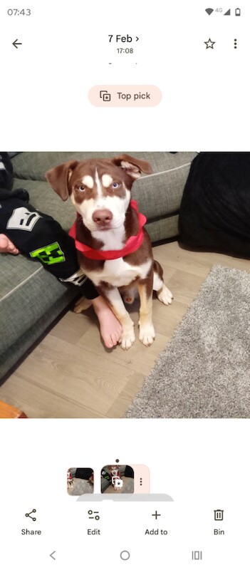 Beautiful blue eyed siberian husky cross boy