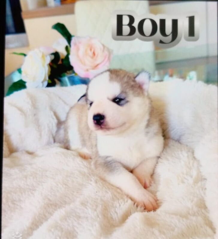 Siberian Husky puppies for sale in Stone, Staffordshire – 4 weeks old