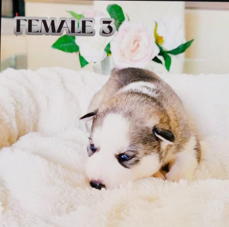 Siberian Husky puppies for sale in Stone, Staffordshire – 4 weeks old - Image 2 of 3