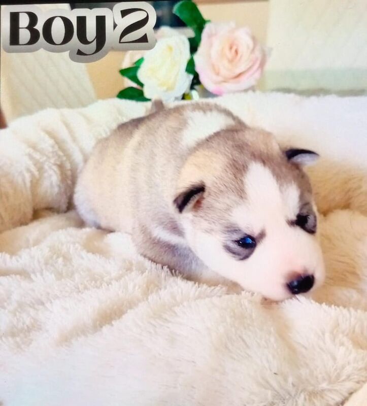 Siberian Husky puppies for sale in Stone, Staffordshire – 4 weeks old - Image 3 of 3