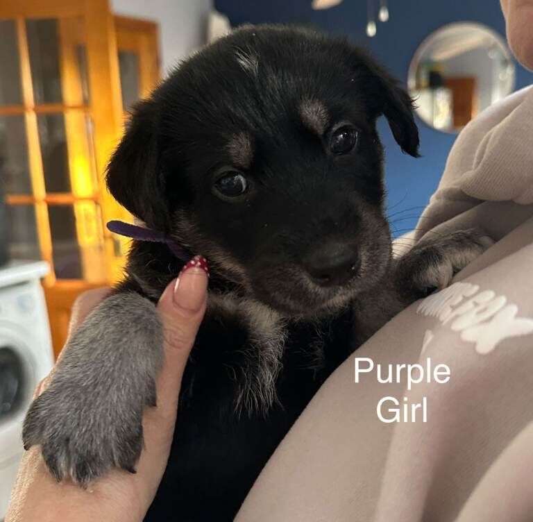 Beautiful family raised Husky x Springador Puppies – Ready in 5–6 Weeks - Image 3 of 3