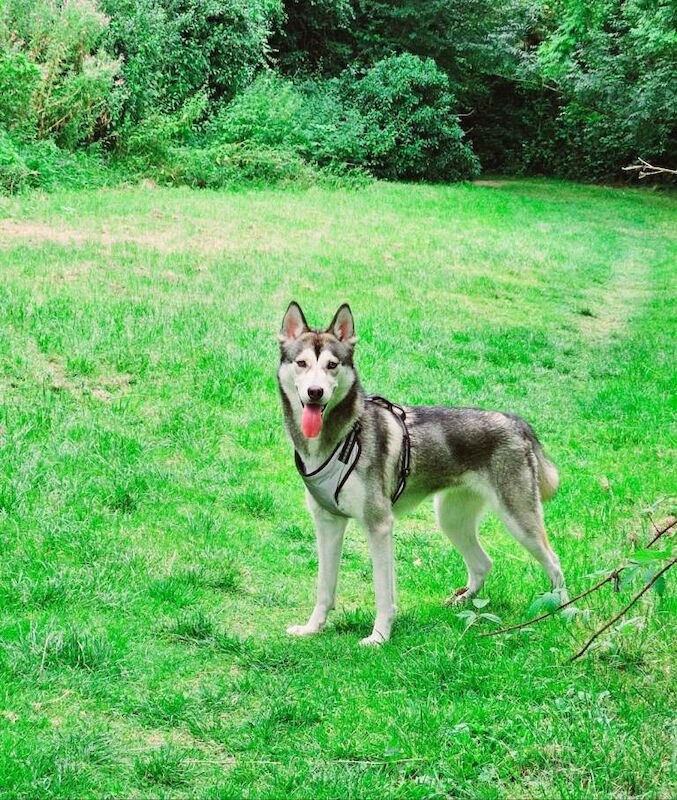 Beautiful Female Siberian Husky – 2 Years Old – Bella – Loving Home Needed