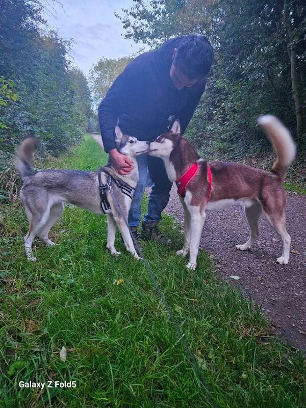 Beautiful Female Siberian Husky – 2 Years Old – Bella – Loving Home Needed - Image 2 of 4