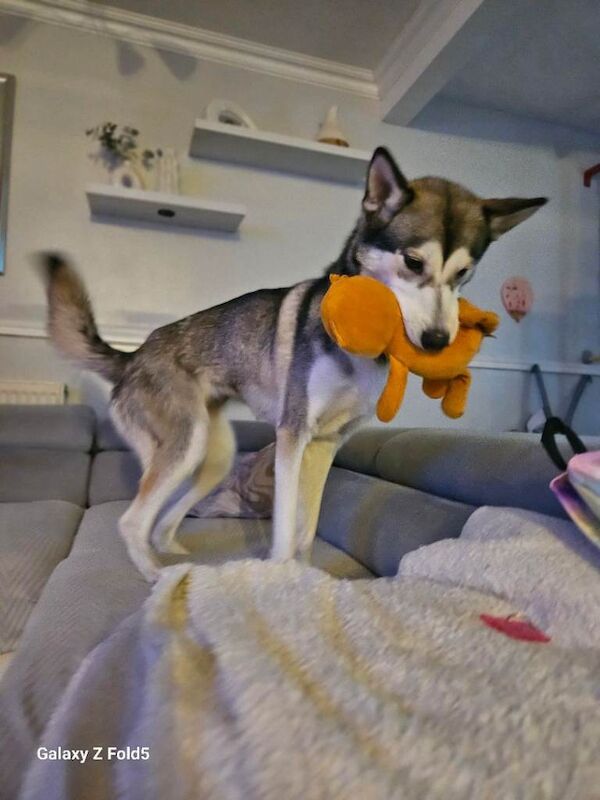 Beautiful Female Siberian Husky – 2 Years Old – Bella – Loving Home Needed - Image 3 of 4