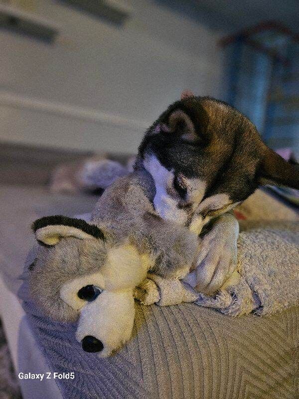 Beautiful Female Siberian Husky – 2 Years Old – Bella – Loving Home Needed - Image 4 of 4