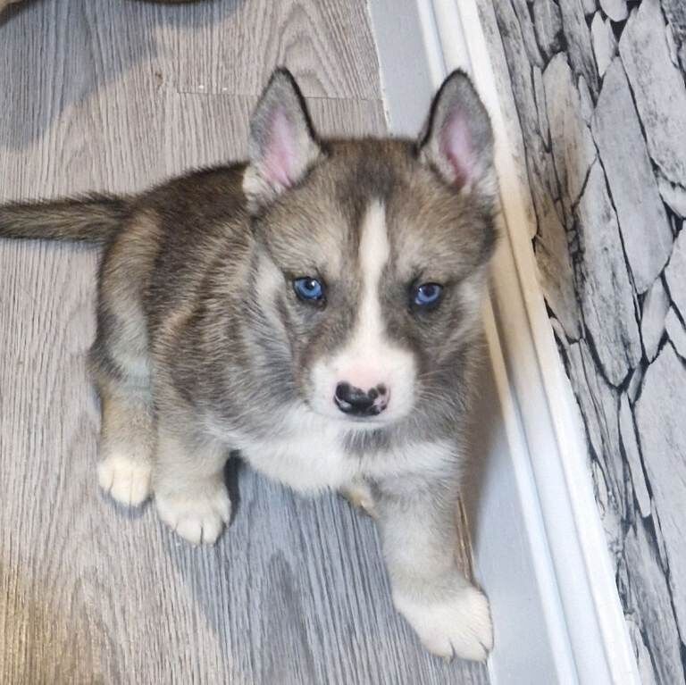 Siberian Husky puppies for sale in Wilnecote, Staffordshire – 5 weeks old