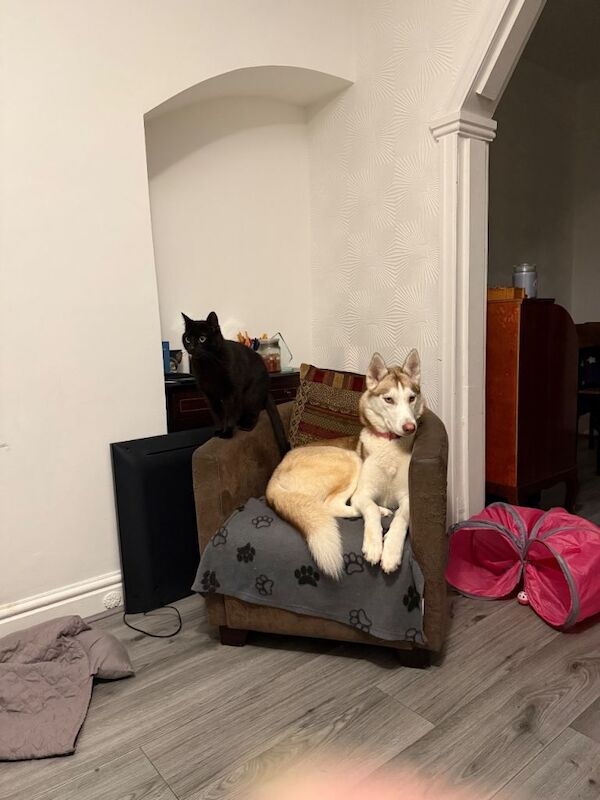 Husky Puppies For Sale