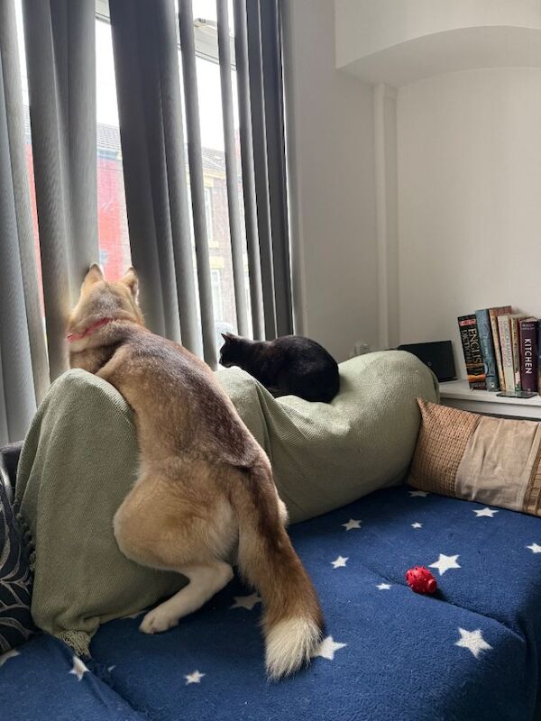 Siberian Husky puppies for sale in Walton, Merseyside – 11 months old - Image 2 of 4