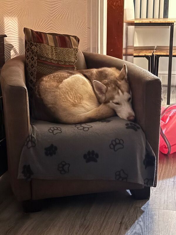 Siberian Husky puppies for sale in Walton, Merseyside – 11 months old - Image 3 of 4