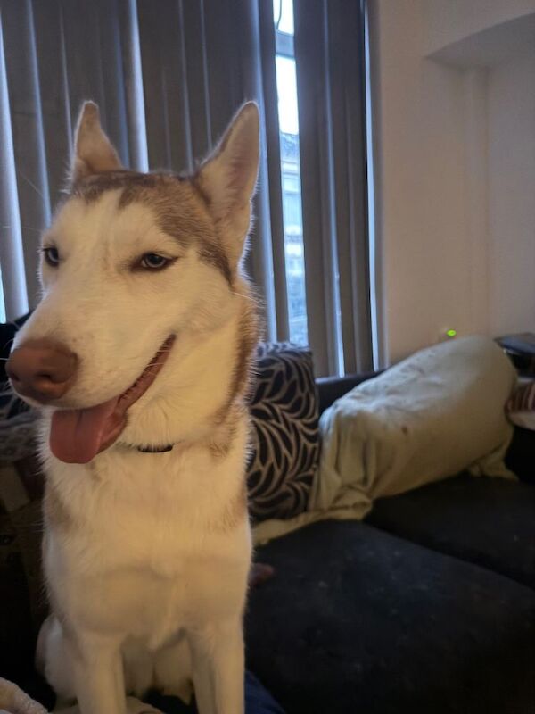 Siberian Husky puppies for sale in Walton, Merseyside – 11 months old - Image 4 of 4