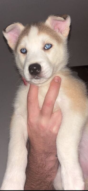 Siberian Husky puppies for sale in Heathrow, London – 7 weeks old