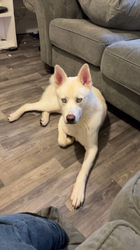 Siberian Husky puppies for sale in Camberwell, Greater London – 9 months old
