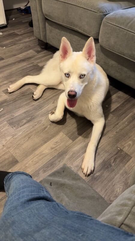 Siberian Husky puppies for sale in Camberwell, Greater London – 9 months old - Image 2 of 3