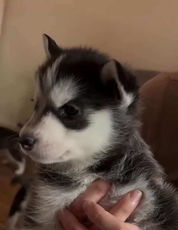 Siberian Husky puppies for sale in Tile Cross, West Midlands – 6 weeks old