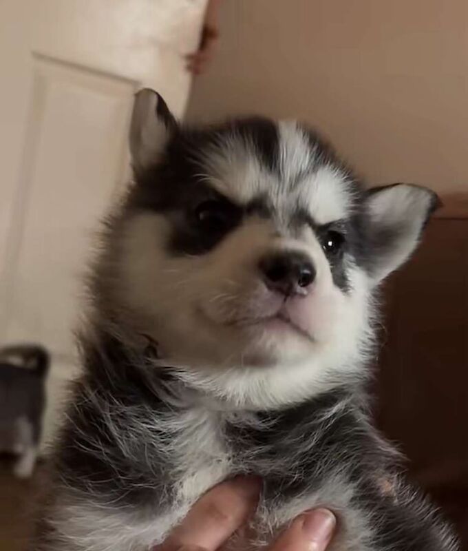 Siberian Husky puppies for sale in Tile Cross, West Midlands – 6 weeks old - Image 2 of 3