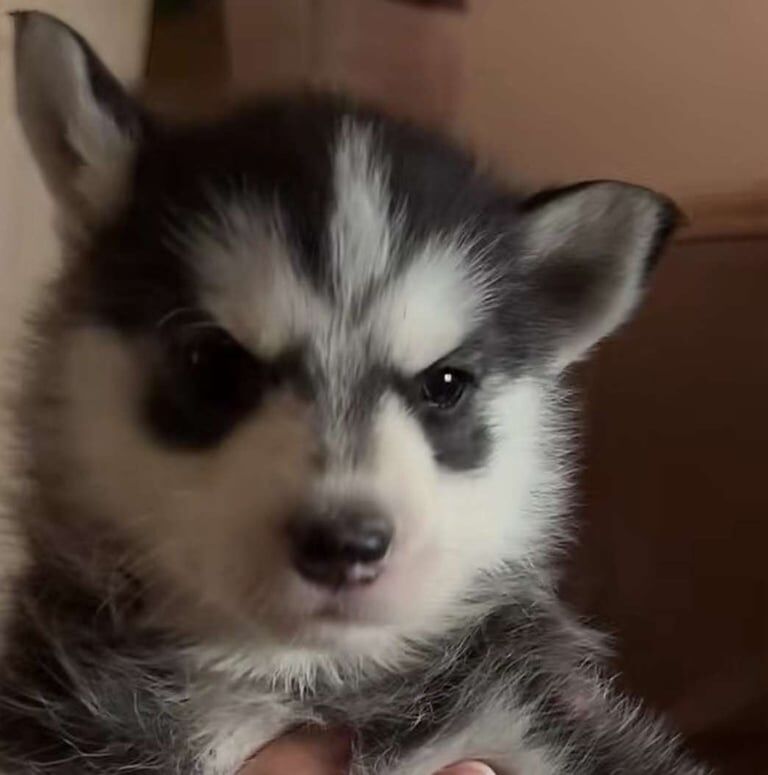 Siberian Husky puppies for sale in Tile Cross, West Midlands – 6 weeks old - Image 3 of 3