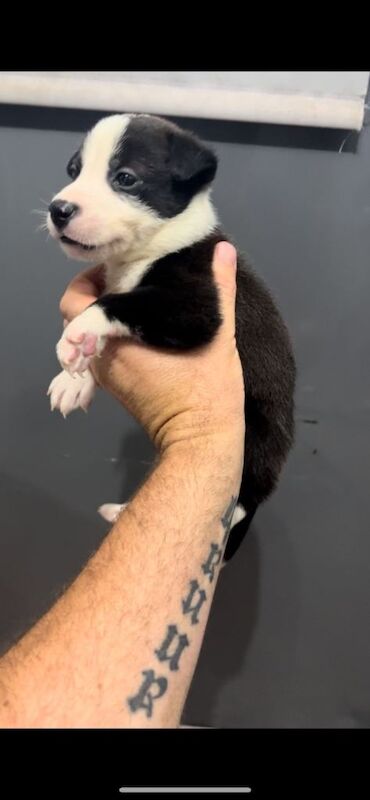 Siberian Husky Puppies For Sale Under £1,000