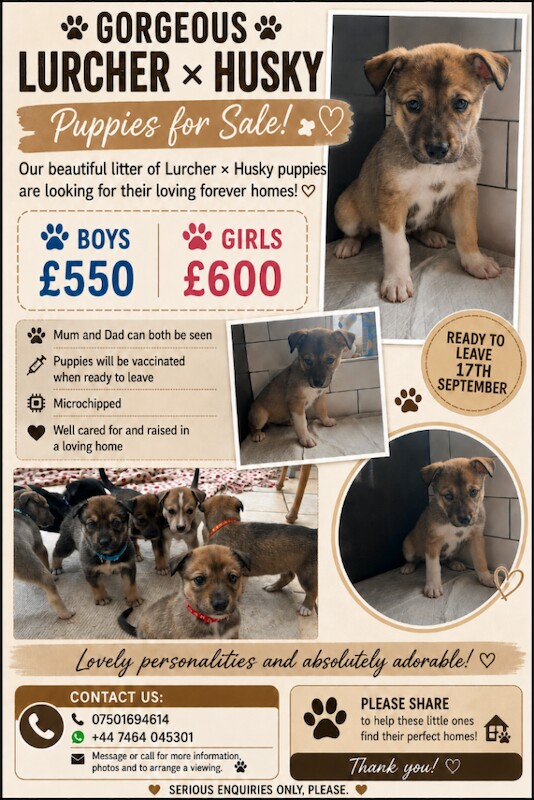 Beautiful Lurcher x Husky Puppies - Vaccinated & Microchipped