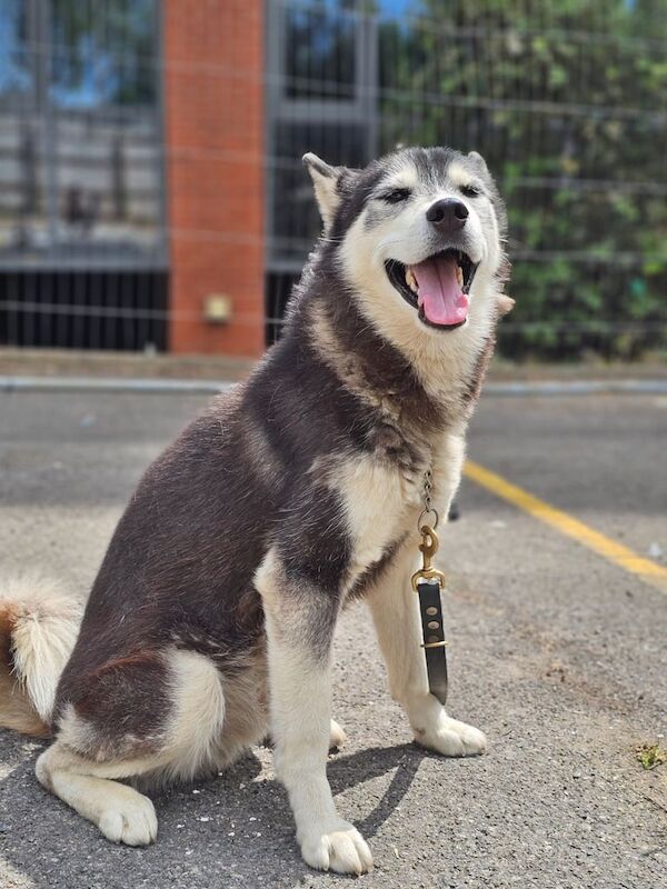 Siberian Husky puppies for sale in Rainham, Greater London – 2 years old