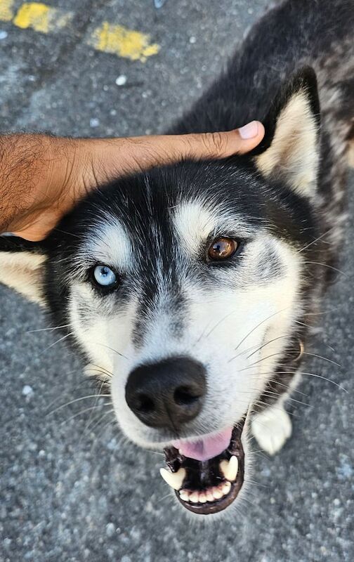 Siberian Husky puppies for sale in Rainham, Greater London – 2 years old - Image 2 of 3