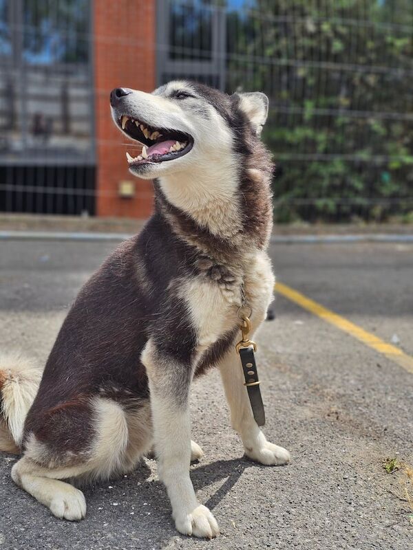 Siberian Husky puppies for sale in Rainham, Greater London – 2 years old - Image 3 of 3